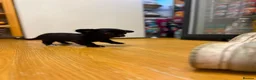 Chihuahua dogs for sale: Stunning Chihuahua Puppies Ready Now🐾 - Advert 1