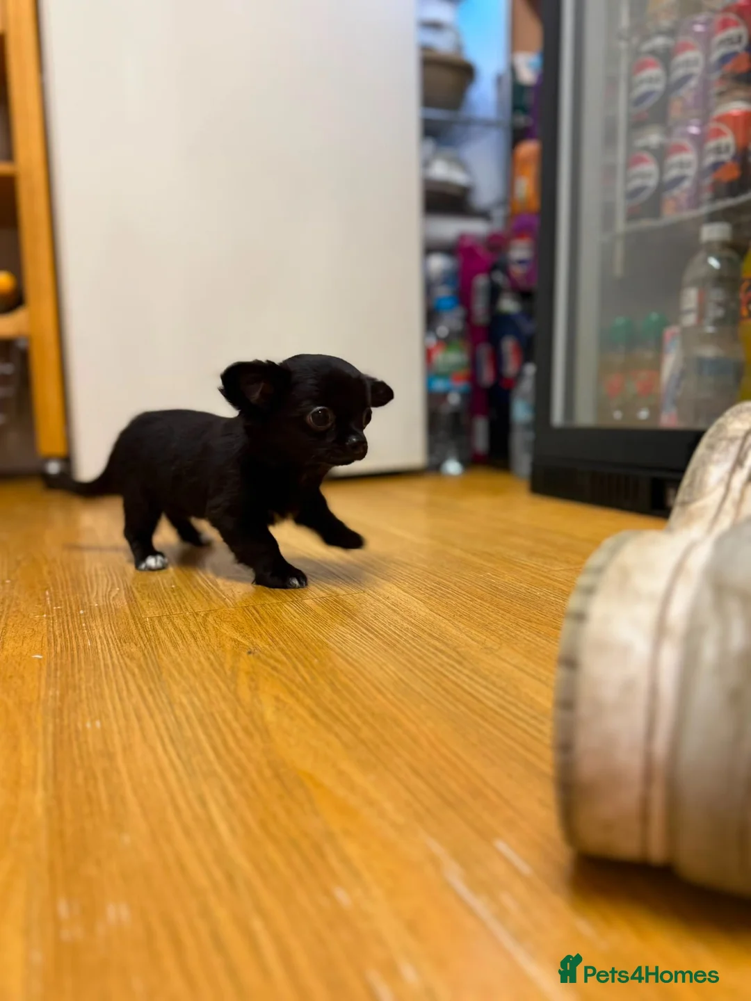 Chihuahua dogs for sale: Stunning Chihuahua Puppies Ready Now🐾 - Advert 1