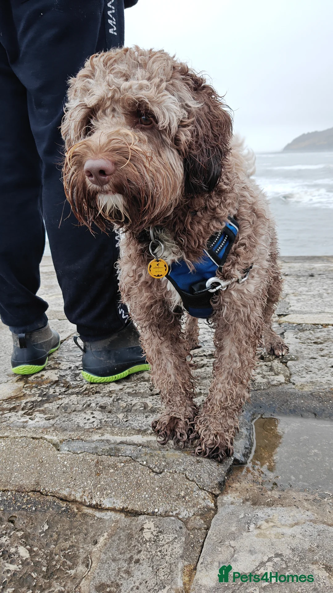 Labradoodle dogs for stud: 🌟Quality Australian Labradoodle 🌟 - Advert 6