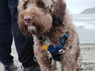 Labradoodle dogs 🌟Quality Australian Labradoodle 🌟 - Advert 4