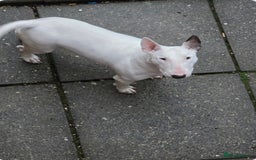 English Bull Terrier dogs for sale: English bull terrier  - Image 3