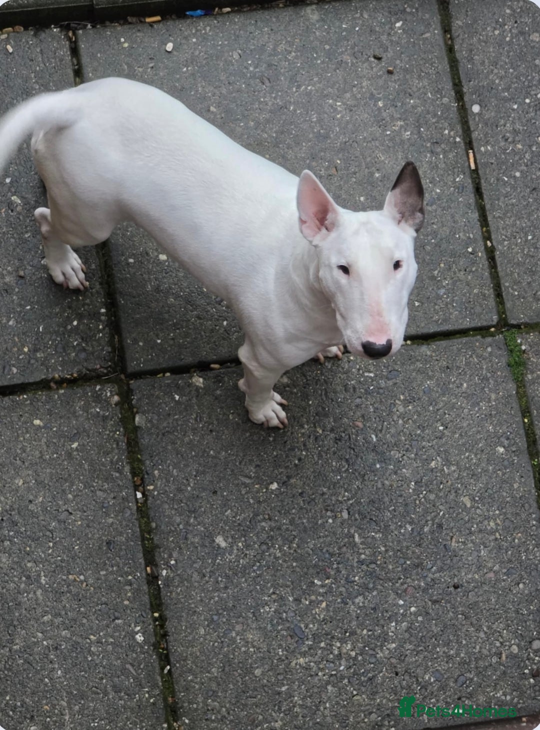 English Bull Terrier dogs for sale: English bull terrier  - Image 3