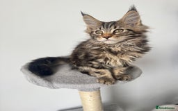 Maine Coon cats for sale: 😻😻beautiful Maine coone 👑👑😻♥️♥️ - Image 1