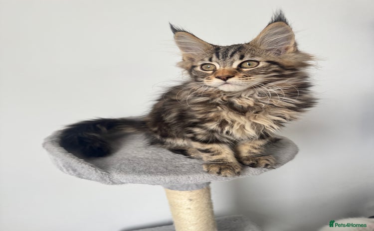 Maine Coon cats - Advert 1