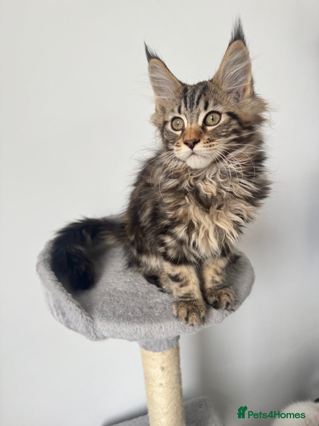 Maine Coon cats for sale: 😻😻beautiful Maine coone 👑👑😻♥️♥️ - Image 1