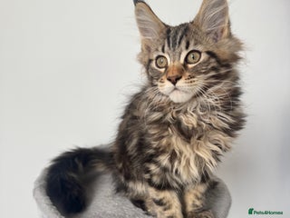 Maine Coon cats - Advert 26