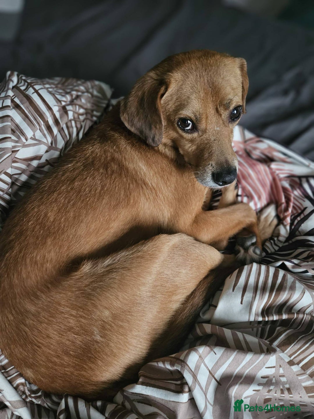 Mixed Breed dogs for adoption: Michael for adoption - Advert 6