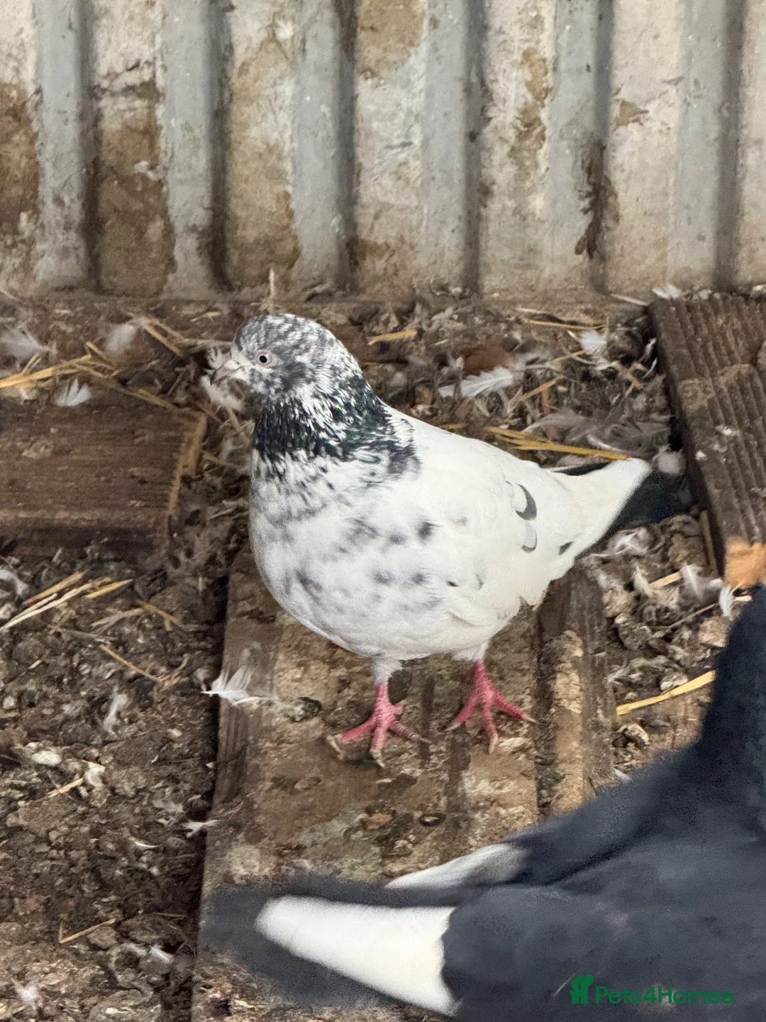 Pigeons birds for sale: Pakistani high flyers  - Advert 11