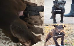 Patterdale Terrier dogs for sale: 5 ⭐️ LICENSED & REGISTERED🛑READY TO LEAVE NOW🛑 in Wisbech - Image 6