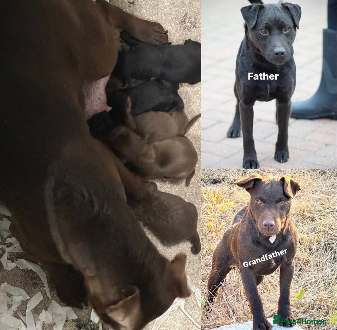 Patterdale Terrier dogs for sale: 5 ⭐️ LICENSED & REGISTERED🛑READY TO LEAVE NOW🛑 in Wisbech - Image 6