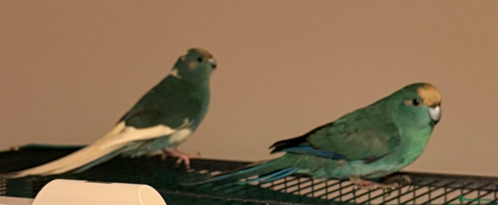 Parrots birds Bonded  kakariki male and female 7 months old i - Advert 1