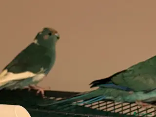 Parrots birds Bonded kakariki male and female 7 months old i - Advert 8