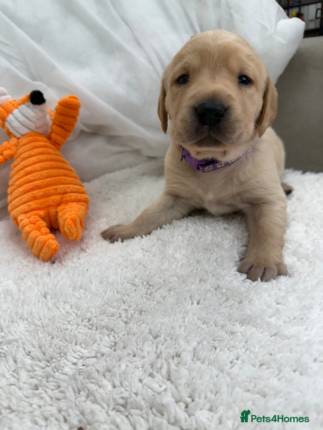 Goldador dogs for sale: Adorable Goldador Puppies - Ready 12th Feb - Advert 30