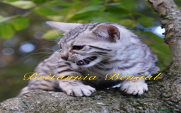 Bengal cats for sale: Exquisite Silver Bengal and Silver smoke Bengal  - Image 6