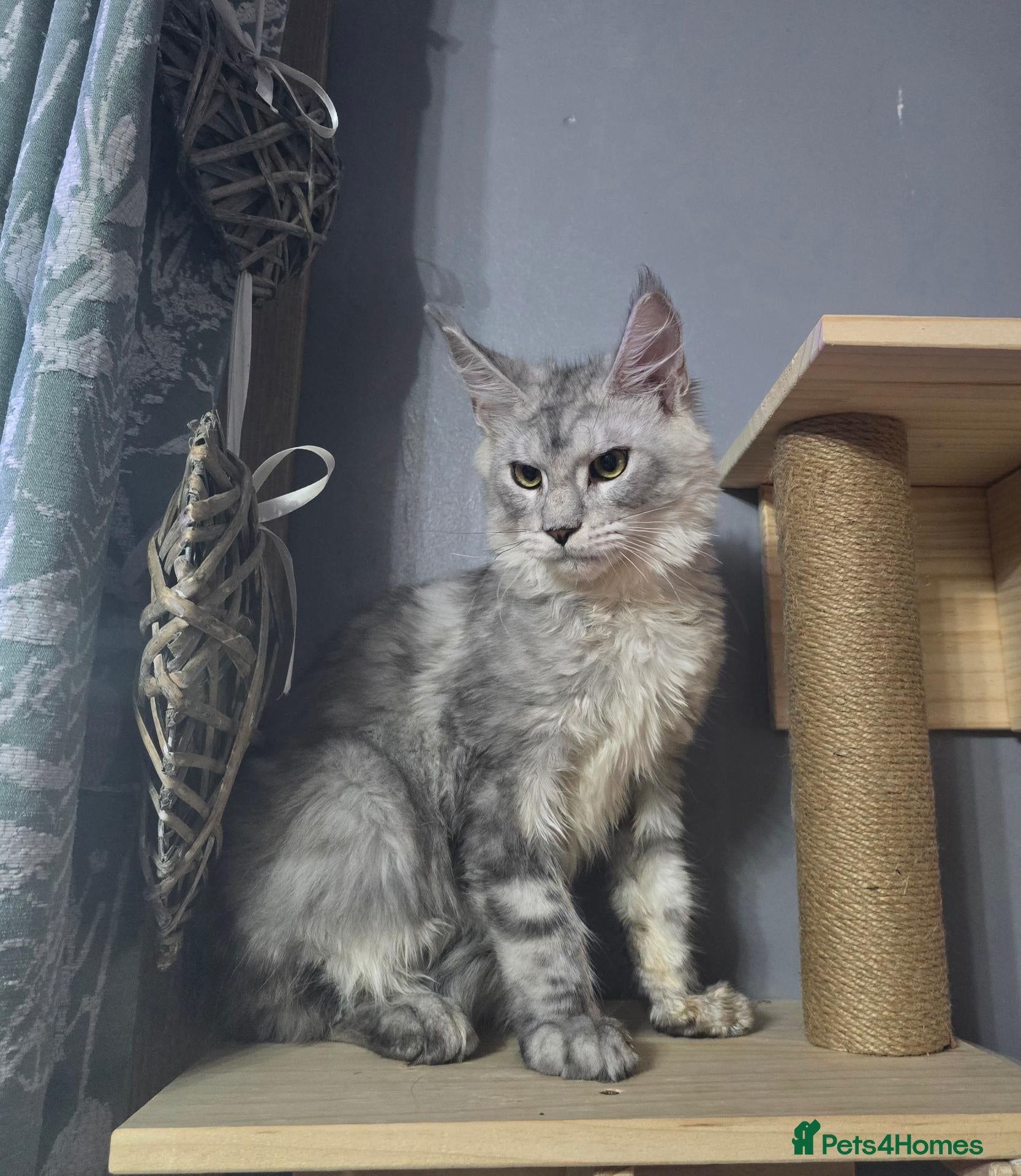 Maine Coon cats MaineCoon Boy  - Advert 1