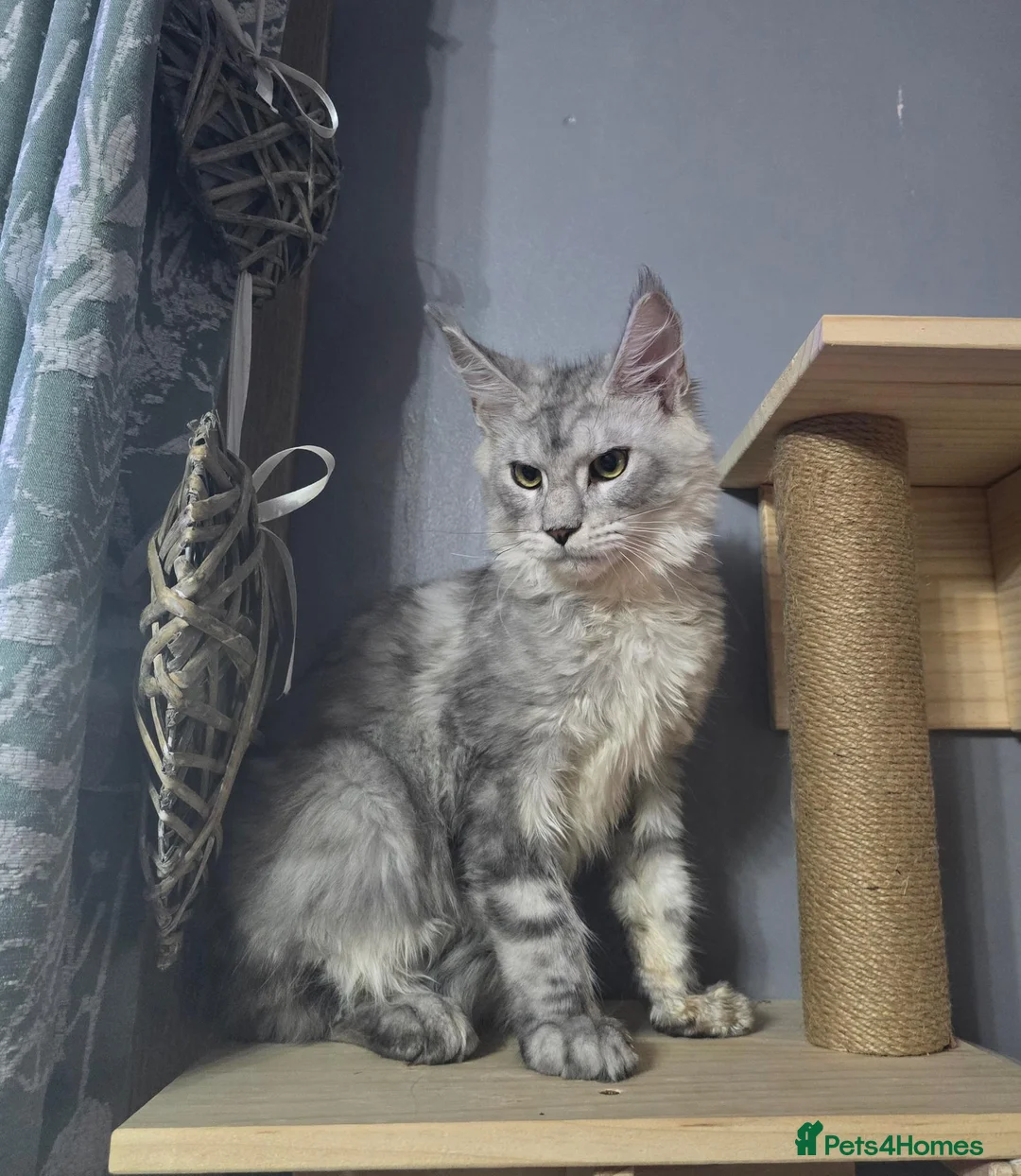 Maine Coon cats for sale: MaineCoon Boy  - Advert 2