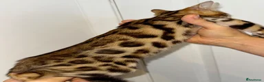 Bengal 3