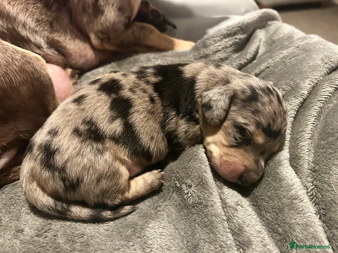 Miniature Dachshund dogs for sale: KC registered litter of mini dachshund puppies  - Advert 8