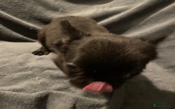 French Bulldog dogs for sale: Pedigree  French bulldogs ready to leave  - Image 8