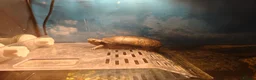 Turtle reptiles for sale: Male Mud turtle  - Advert 2