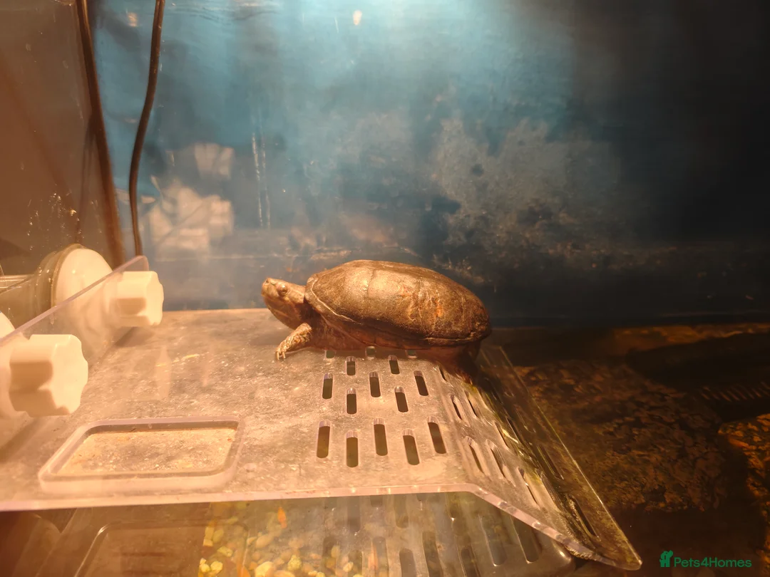 Turtle reptiles for sale: Male Mud turtle  - Advert 2