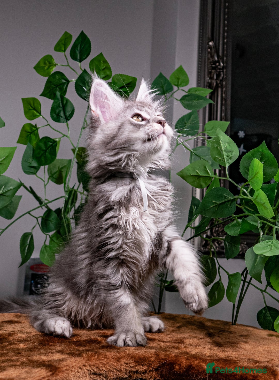 Maine Coon cats for sale: 8 STUNNING PEDIGREE TICA REG MAINE COON KITTENS - Advert 23