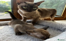 Tonkinese cats for sale: Tonkinese 1st gen Kittens  - Image 18