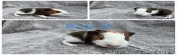 Guinea Pig rodents for sale: Boar guinea pigs - Advert 5