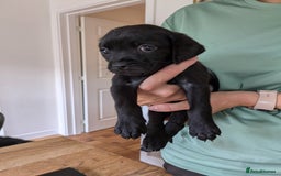 Mixed Breed dogs for sale: Gorgeous Black Poogledoodles Kid-Friendly Beauties - Image 28