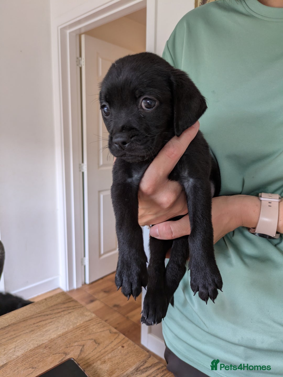 Mixed Breed dogs for sale: Gorgeous Black Poogledoodles Kid-Friendly Beauties - Image 28