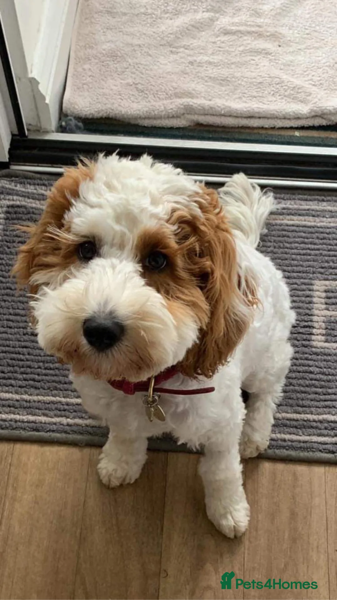 Cockapoo dogs for stud: STUD - F1 Red and white Cockapoo - Health Clear in York - Advert 18