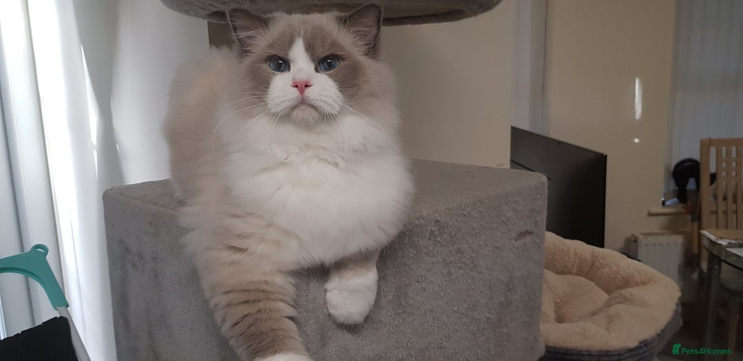 Ragdoll cats for stud: Charles - TICA and Gccf registered active boy  in Bournemouth - Image 1