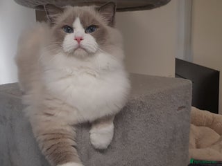 Ragdoll cats in Bournemouth - Advert 8