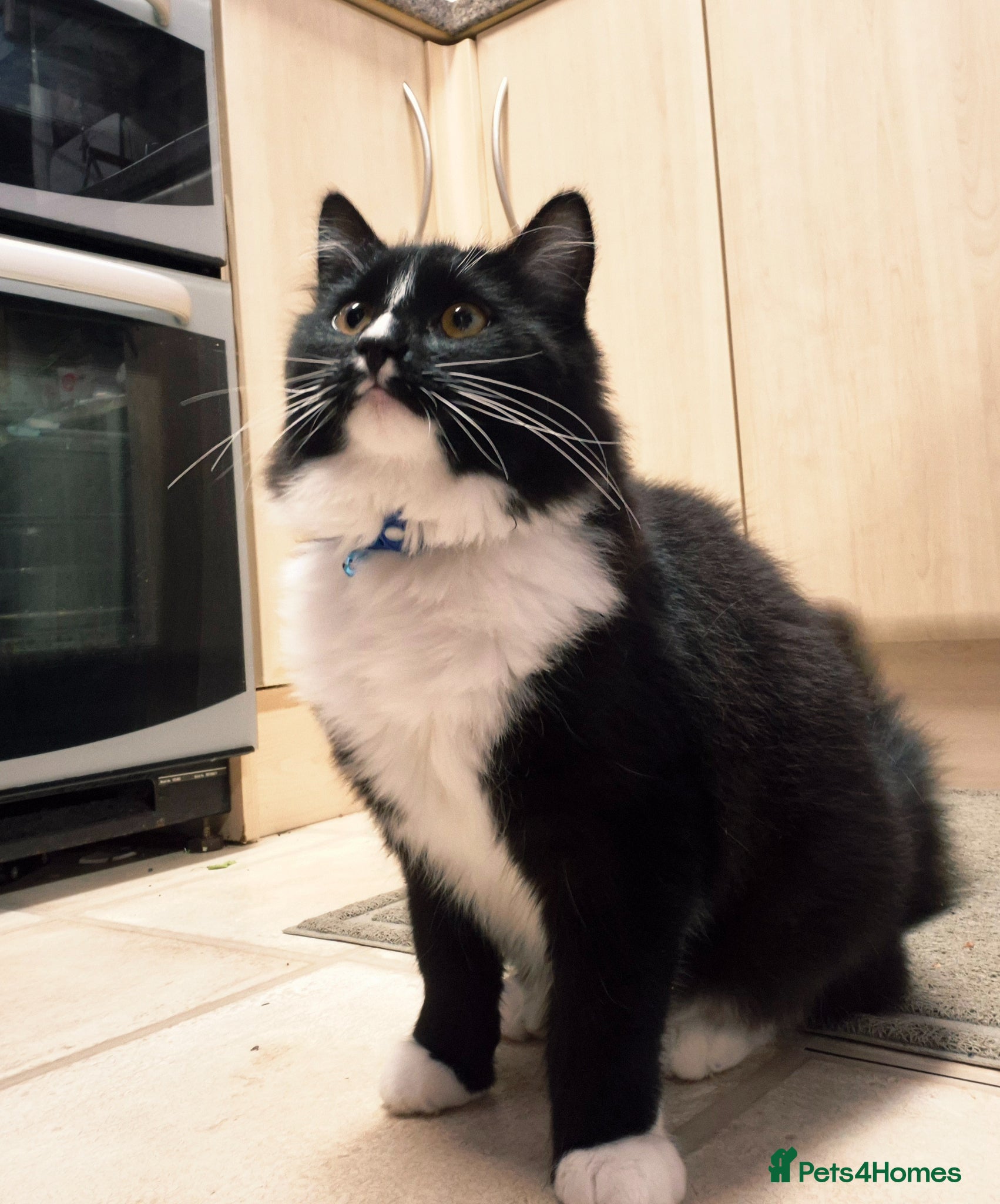 Mixed Breed cats 2 cats boy - Advert 7