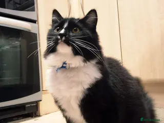 Mixed Breed cats 2 cats boy - Advert 7