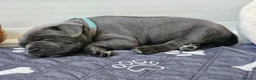 Staffordshire Bull Terrier dogs for sale: Beautiful KC Blue Staffordshire Bull Terrier Pups - Advert 24