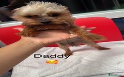 Yorkshire Terrier dogs for sale: Miniature Yorkshire terrier - Image 15
