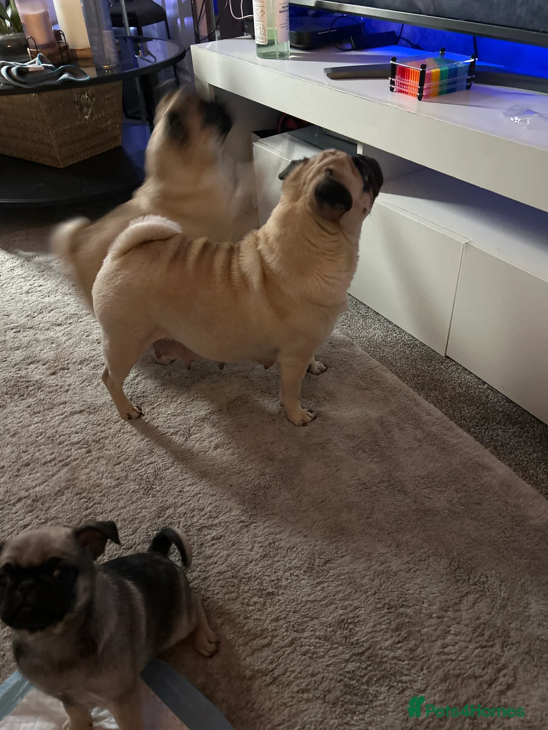 Pug dogs for sale: Pedigree female pugs kc registered 8 weeks old  - Advert 1