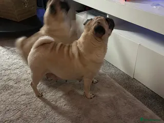 Pug dogs Pedigree female pugs kc registered 8 weeks old - Advert 4