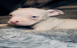 American Bully dogs for sale: perfect puppys - Image 39