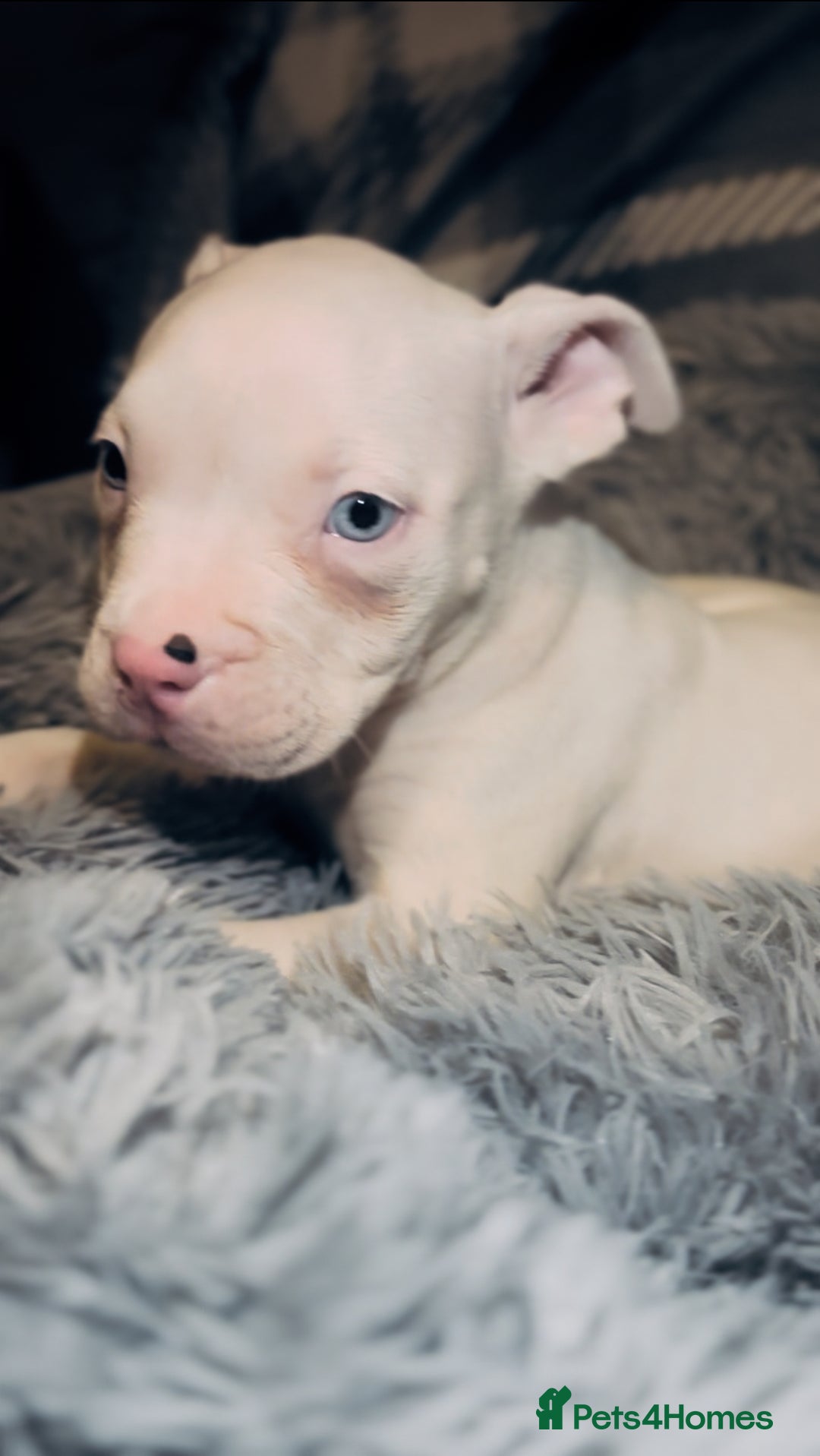 American Bully dogs for sale: perfect puppys - Image 39