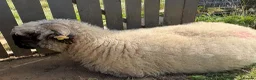 Sheep livestock for sale: Pedigree Registered Blacknose Valais Ewes - Advert 3