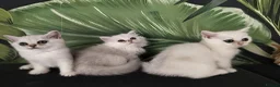 British Shorthair cats for sale: TICA 🐾 British Shorthair and Longhair kittens  - Advert 8
