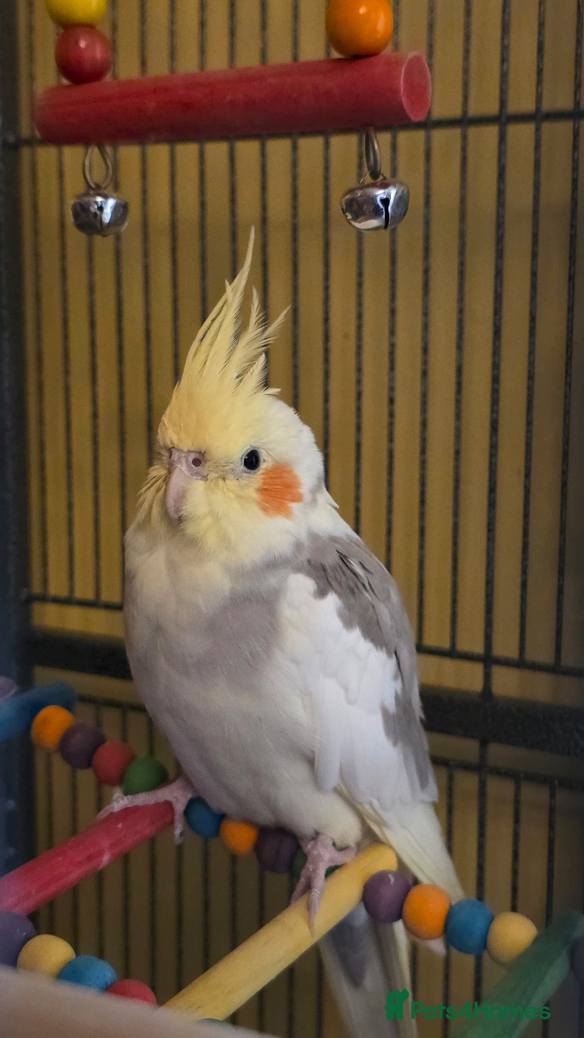 Cockatiels birds for sale: Stunning Pied Cockatiel Born January, Breeder Bred - Advert 8