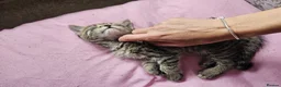 Bengal cats for sale: Female kitten - Advert 3