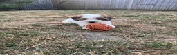 Cockapoo dogs for sale: 2 beautiful F1 cockapoo puppies  - Advert 29