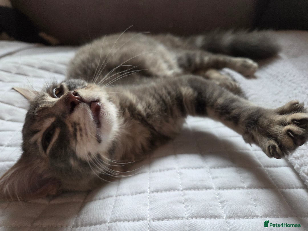 British Shorthair cats for sale: Beautiful grey fluffy boy  - Image 3