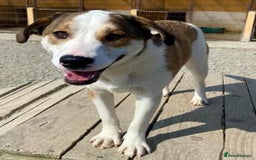 Mixed Breed dogs for adoption: MAYA – TWO YEARS WAITING FOR SOMEONE TO CARE - Image 8