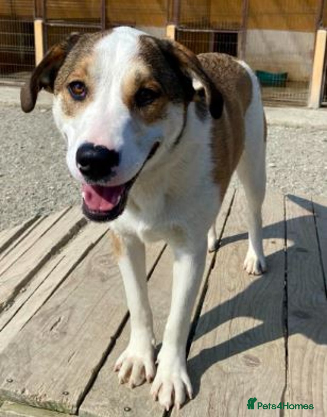 Mixed Breed dogs for adoption: MAYA – TWO YEARS WAITING FOR SOMEONE TO CARE - Image 8