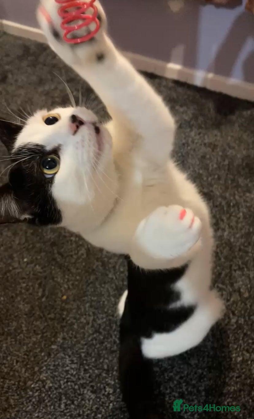 Mixed Breed cats 5 months old cat URGENT NEED OF HOME  - Advert 1